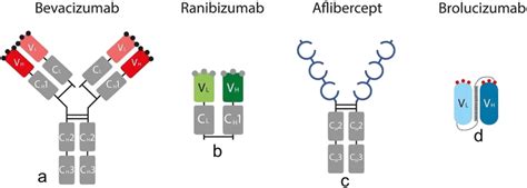 Schematic Structure Of Bevacizumab A Ranibizumab B Aflibercept