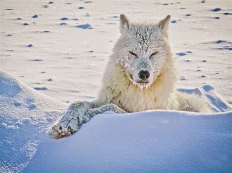 White Wolf 15 Photos Of The Most Amazing Animal In Alaska Arctic