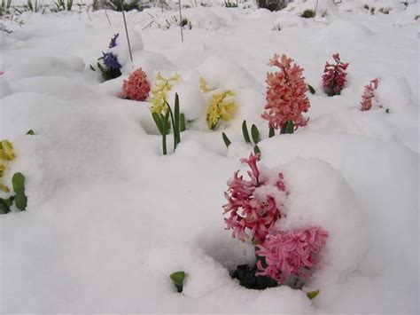 Beautiful Flowers In Snowfall