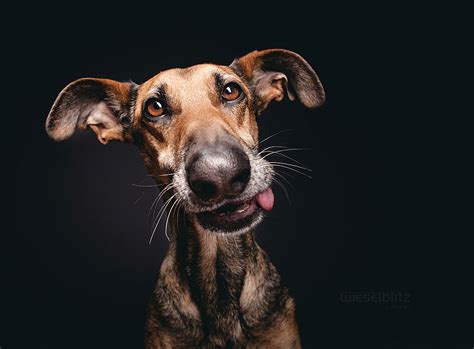 Delightfully Expressive Portraits Of Dogs By Elke