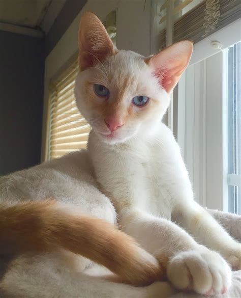 Meet Atticus A Five Month Old Red Tabby Point Siamese