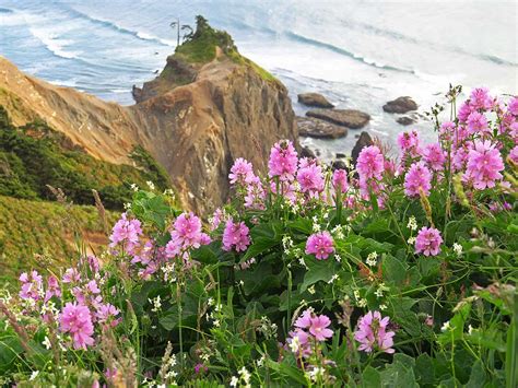 Pacific Northwest Wildflowers Region Coast And Coast Range