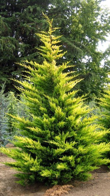 gold rider leyland cypress fast growing pyramidal coniferous evergreen tree in 2020