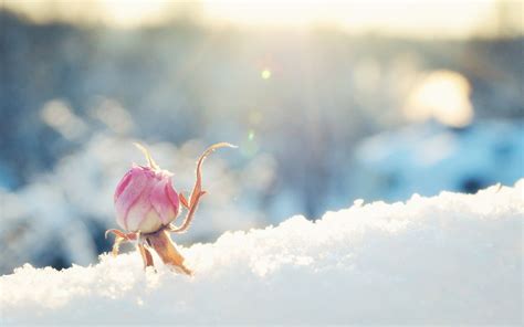 Flower Rose Bud Snow Sunny Pink Bokeh Winter D Wallpaper 1920x1200 182140 Wallpaperup