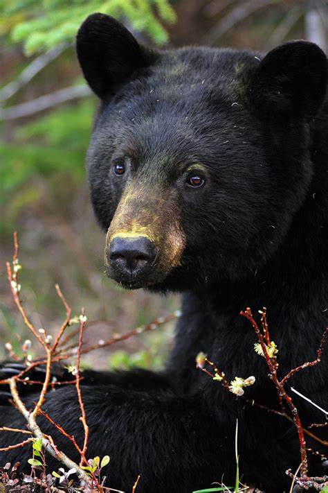 Being of the color black, producing or reflecting comparatively little light and having no predominant hue. Hinterland Who's Who - Black Bear