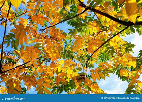 Autumn Trees With Yellowing Leaves Against The Sky Stock Image Image