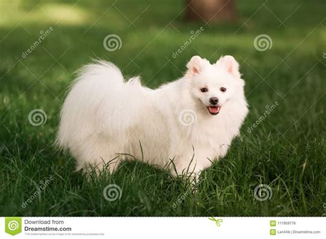 Cute White Spitz Dog Outdoor Stock Photo Image Of Portrait Charming