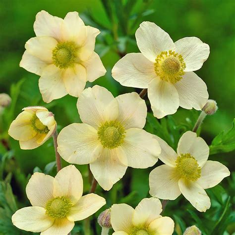 We got the idea that we needed more garden space in order to divide and plant our perennials this fall. Top 10 Perennials for Year-Round Interest - Gardening Tips ...