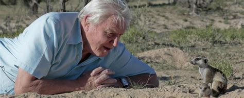 “Being an Animal!” | The Enduring Charm of David Attenborough
