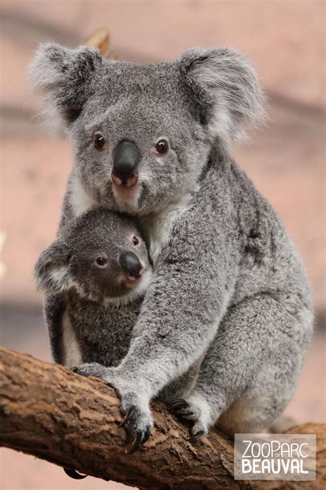 Zooparc De Beauval Le Koala Baby Animals Pictures Mother And Baby