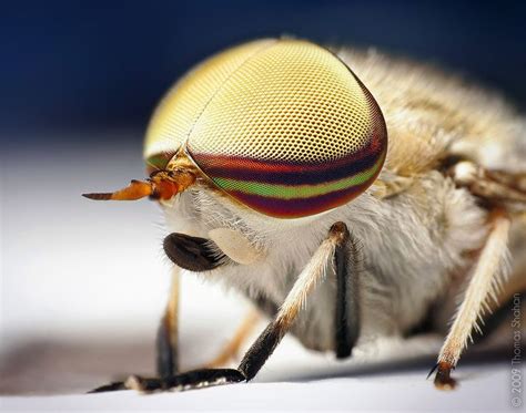Male Striped Horse Fly Tabanus Lineola Macro Photography Insects