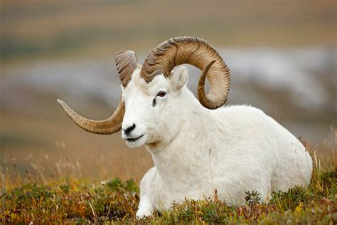 Dall Sheep By Stocksy Contributor Paul Tessier Stocksy