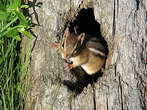 For the first time we are having a problem with chipmunk's borrowing holes all over our yard. Is Your Yard an Animal Attractant?