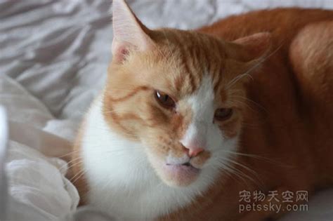Hi yes my cat was stung by a bee is what we believe. 21张喵星人被蜜蜂蛰伤后的照片 容我先笑一会 - 第10页 | 宠物天空