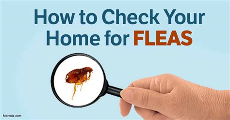 How To Get Rid Of Fleas Naturally