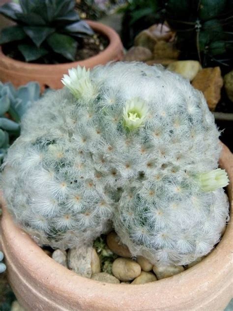 A muchos de nosotros los cactus pequeños nos resultan muy bonitos y muy económicos. mammillaria plumosa (con imágenes) | Jardines, Flores ...