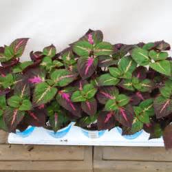 Il aimera les emplacements sans soleil direct. Perilla frutescens Perilla Magilla from Meadowridge, Inc.
