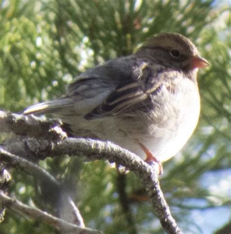 Which Species Of Sparrow Rocky Mountain Np Co Rwhatsthisbird
