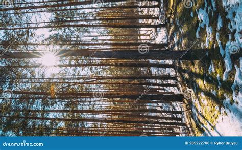 Vertical Footage Sunset Sun Sunshine In Sunny Early Spring Coniferous