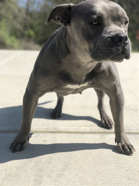 Exotic bullies for sale, blue tri color, lilac tri, chocolate tri color california. American Bully Puppies For Sale | Charlotte, NC #274661