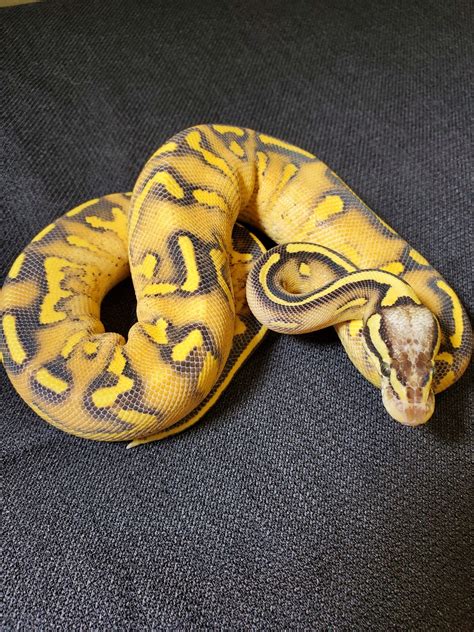 Pastel Super Gravel Ball Python By Tom Harbin Reptiles Morphmarket