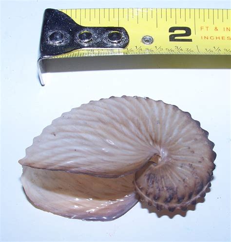 Paper Brown Nautilus Seashell