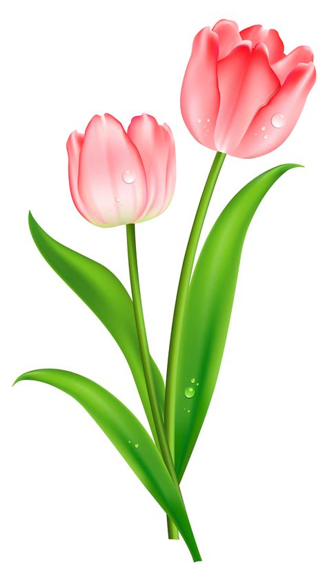 Tulips Images