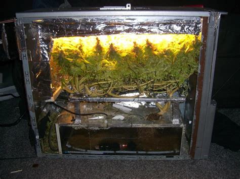 From the previous diaries i upgraded my veg cupboard setup; Showing my first pc grow box - 96w cfl | Grasscity Forums ...