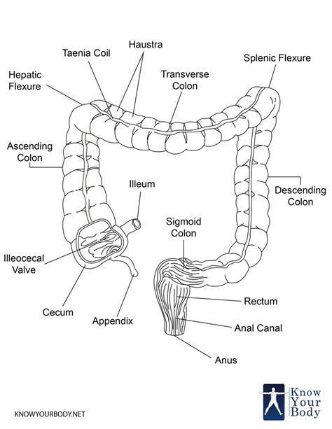 Large Intestine Function Parts Length Anatomy And Faqs