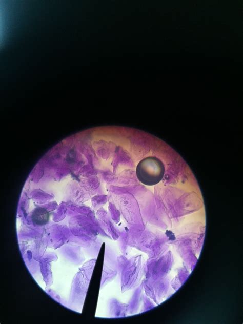 Biobeyond into the animal cell quizlet. Chapter 3 Cells - MARLER'S SCIENCE SPARK