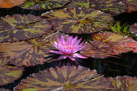 Pink Water Lilies And Lily Pads In A Pond Stock Image Image Of Pads