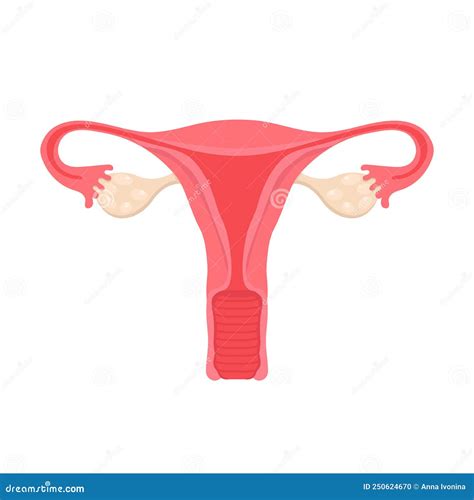 Anatomy Of The Female Reproductive System Diagram Of The Location Of