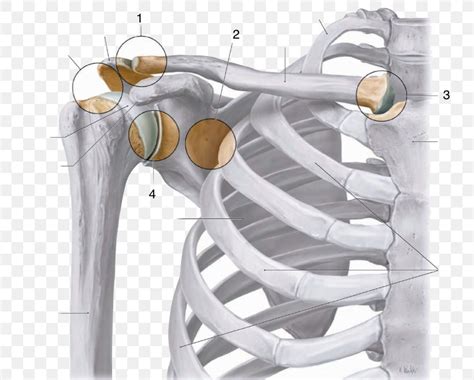 Sternoclavicular Joint Anatomy Diagram