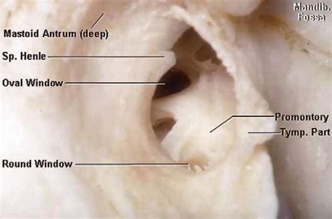 Temporal Bone External Acoustic Meatus