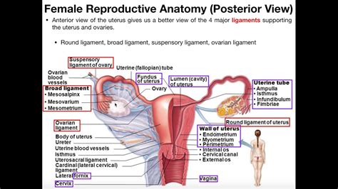 Female Reproductive System Diagram Labeled Photos