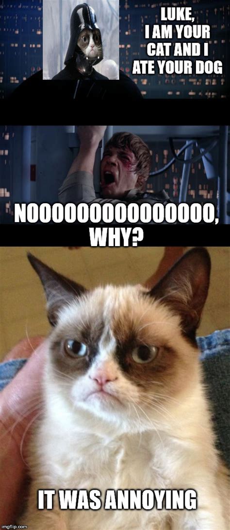 Image Tagged In Memesgrumpy Catstar Wars No Imgflip