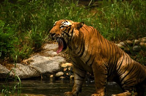 The Tiger Growling Smithsonian Photo Contest Smithsonian Magazine