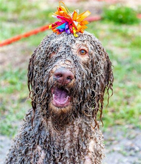 Muddy Puppies 5 Animal Encyclopedia