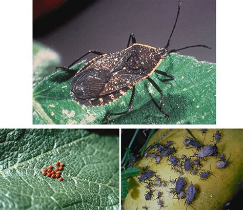 Protecting Your Garden From Pests Thriftyfun