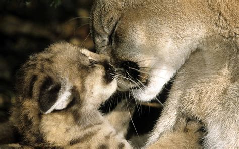 Wallpaper Lion Wildlife Big Cats Zoo Whiskers Puma Cheetah
