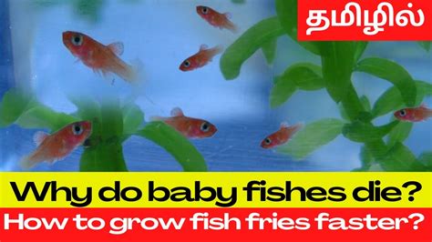 Why Do Fish Fries Die How To Grow Fish Fries Faster Youtube