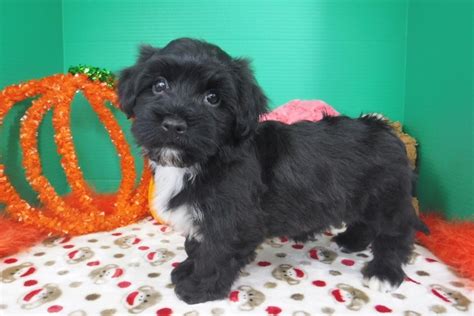 They were said to have developed from the blanquito de la habana (little. Havanese Puppies for Sale - FL | Royal Flush Havanese