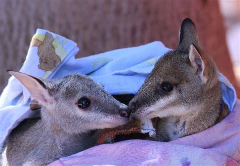 Kimberley Wildlife Rescue - Western Australia | The Land Down Under