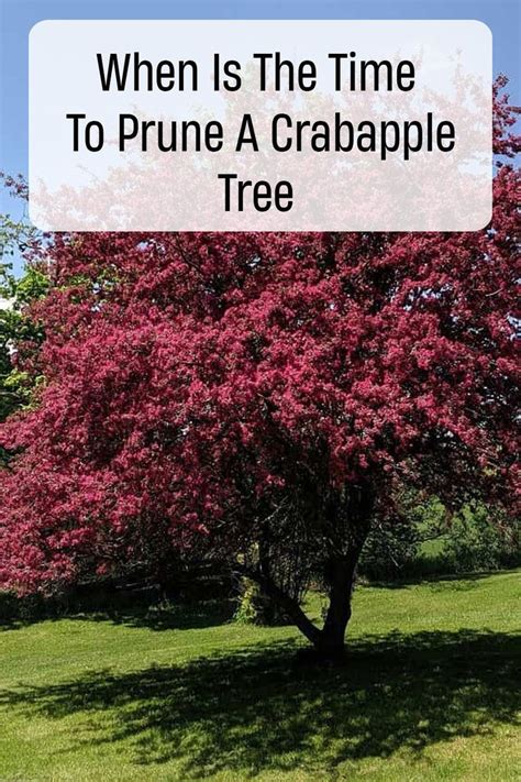 When Is The Best Time To Prune A Crabapple Tree Crabapple Tree Crab