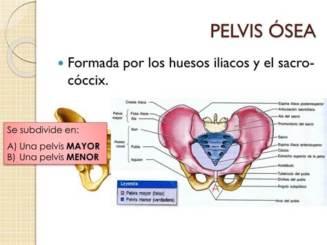 Ppt AnatomÍa PÉlvica Powerpoint Presentation Free Download Id2266307