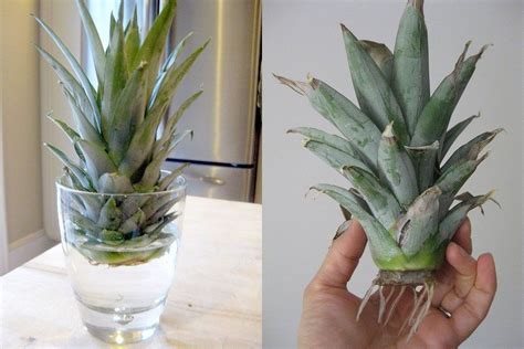 How To Grow A Pineapple In A Pot The Plant Guide Growing Pineapple
