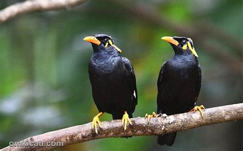 Perbedaan parkit jantan dan betina jantan(kiri) betina(kanan). Identifikasi jenis kelamin pada burung beo | OM KICAU