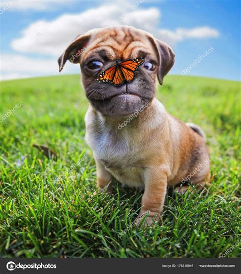 45 Adorable Pug Mix Pic Codepromos