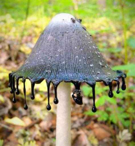 Mushroom That Looks Like It's Dripping Ink and 17 More Bizarre Examples ...