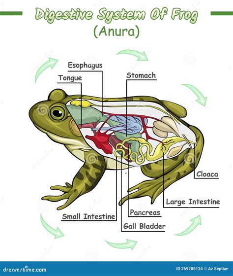 Digestive System Of Frog Stock Vector Illustration Of Heart 269286134